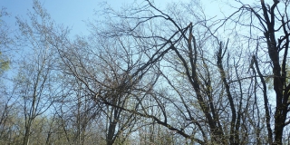 Саратовцев предупредили об усилении ветра: прятаться под деревьями нельзя Саратовцев предупредили об усилении ветра: прятаться под деревьями нельзя