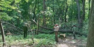 На Кумысной поляне зафиксировали незаконную вырубку дуба На Кумысной поляне зафиксировали незаконную вырубку дуба