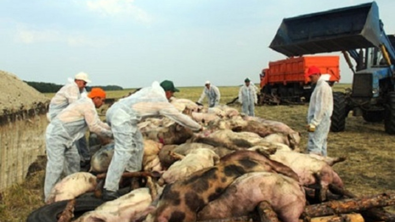 Инструкция по мероприятиях по предупреждению и ликвидации африканской чумы свиней