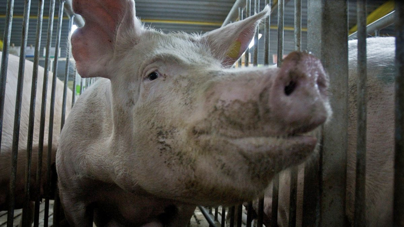 Вспышки африканской чумы свиней зафиксировали в Одесской и Кировоградской областях