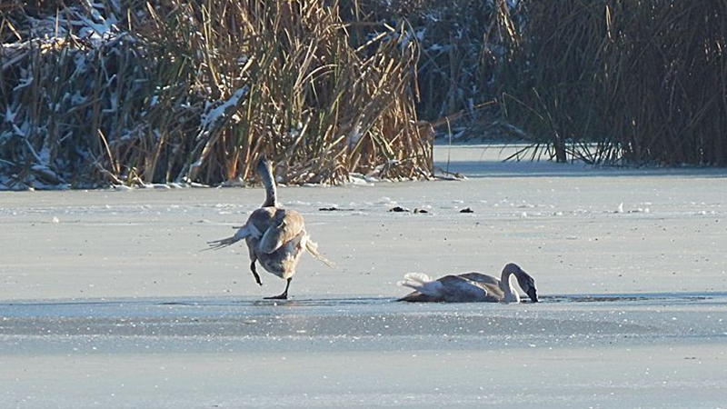 В Аткарске на замерзающем озере спасли молодых лебедей
