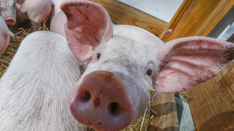 Фермеров оштрафовали за отсутствие ковриков в свинарниках