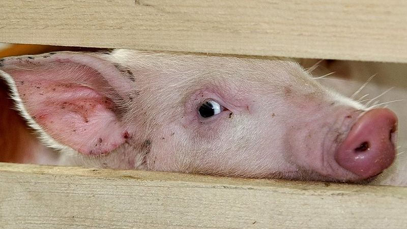 В Аркадакском районе ввели карантин по африканской чуме свиней