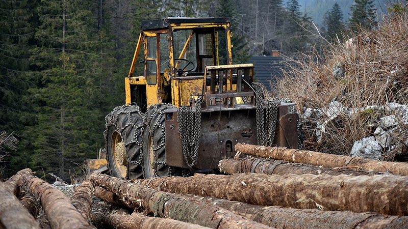 В России орудия незаконных рубок леса будут конфисковывать