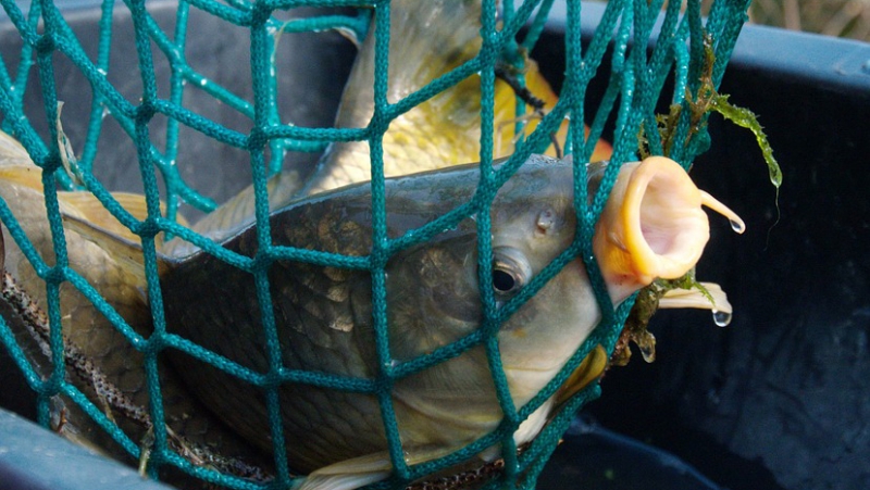 Рыбаков наказали за ловлю рыбы острогой, вентерем и жаберной сетью