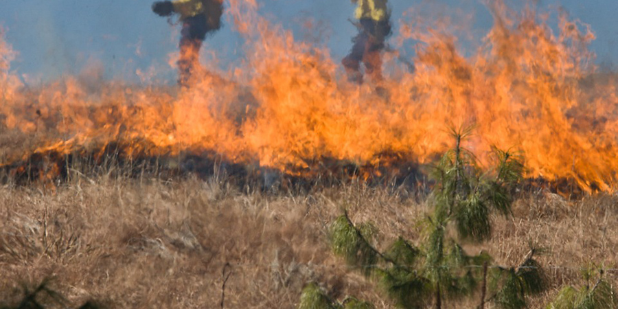 В Балашовском районе произошел природный пожар на площади 12,5 гектаров
