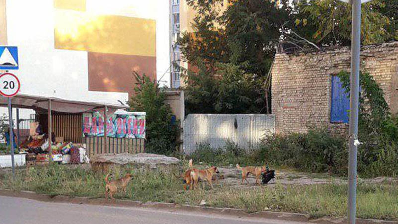 Жителей саратовского поселка терроризируют стаи бродячих собак и зоозащитники