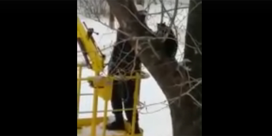 Балаковцы заплатили за автовышку для спасения застрявшего на дереве кота
