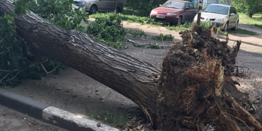 В Саратове порывы ветра валили деревья на дома и машины 
