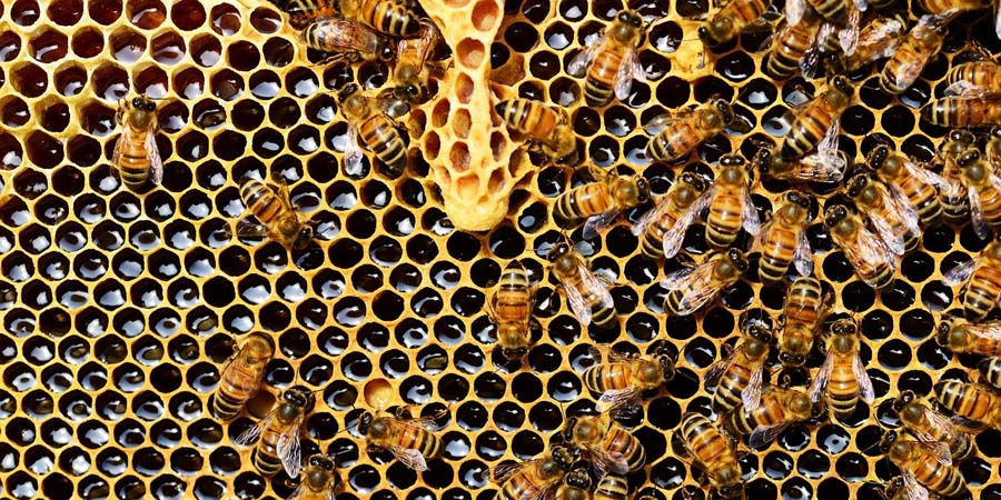 Массовая гибель пчел. Прокуратура завела дела на фермеров за нарушения при работе с пестицидами