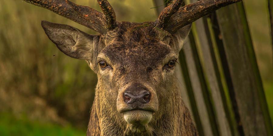 В Саратовской области убьют больше сотни благородных оленей