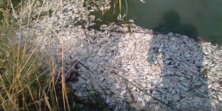 Мертвая рыба в Дубках. Специалисты минприроды нашли в пруду канализационные воды