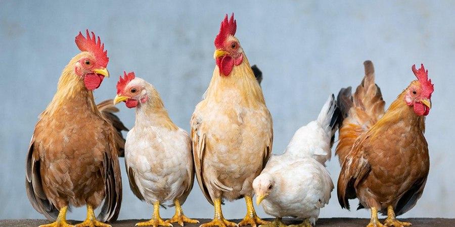В Саратовской области обнаружили очаг птичьего гриппа
