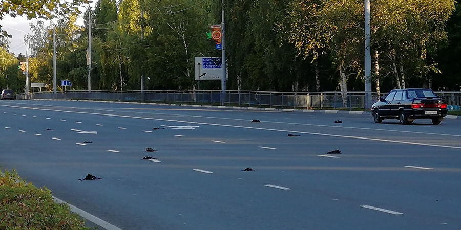 В Балакове трупы птиц покрыли дорогу. Их проверят на опасные инфекции