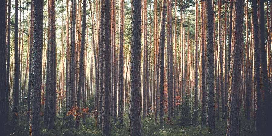 В Саратовской области высадят более 21 тысячи деревьев