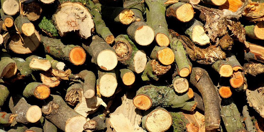 В Саратовской области прокуратура выявила незаконную вырубку деревьев на 5 млн рублей