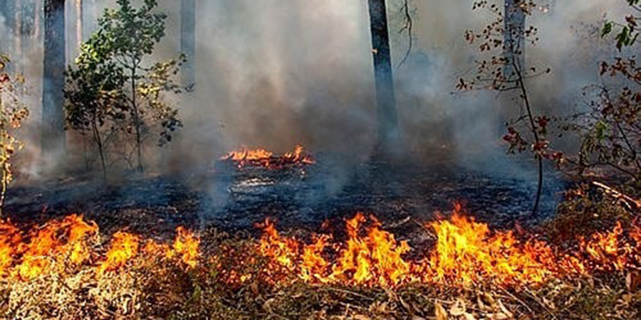 В Екатериновском районе ввели режим ЧС из-за масштабного лесного пожара