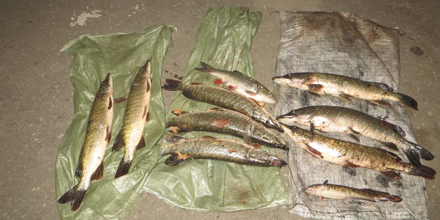 В Саратовской области полицейские поймали браконьеров с 8 щуками, налимом и язем