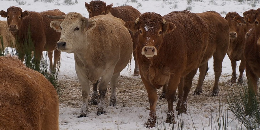 В Алгайском районе крупный рогатый скот заразился бруцеллезом