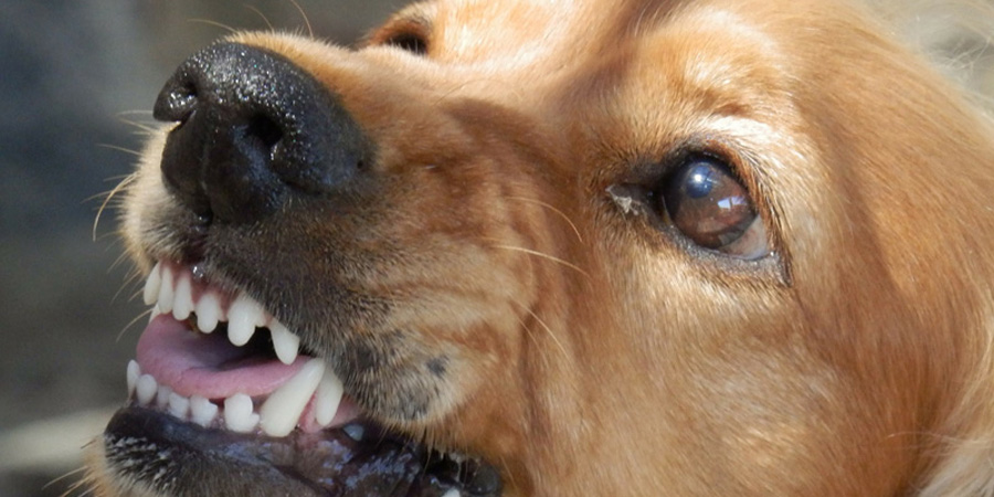 Бешеная собака отправила Мордовокарайское МО на карантин