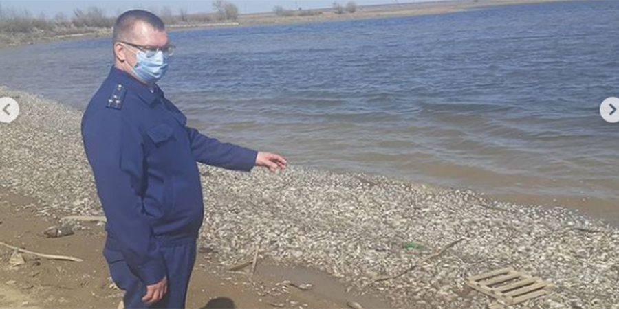 Прокуратура Ершовского района проверяет массовую гибель рыбы в местном пруду