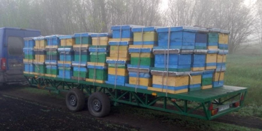 Гражданин Узбекистана пытался ввезти в регион потенциально заразных пчел