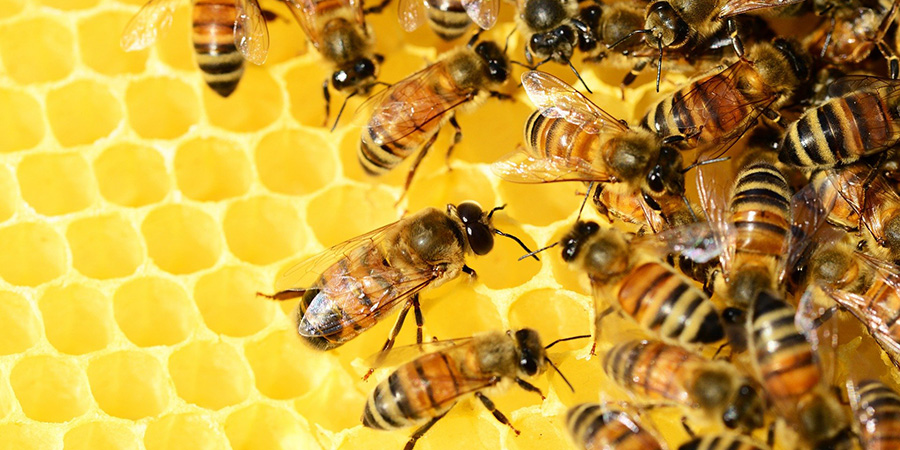 Мужчине из Узбекистана 2 раза не разрешили въехать в область с подозрительными пчелами
