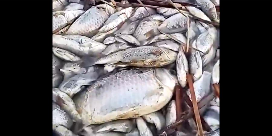 В Балаковском районе произошла массовая гибель рыбы