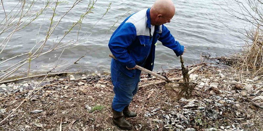Балаковские власти отрицают массовую гибель рыбы в озере Лебяжье