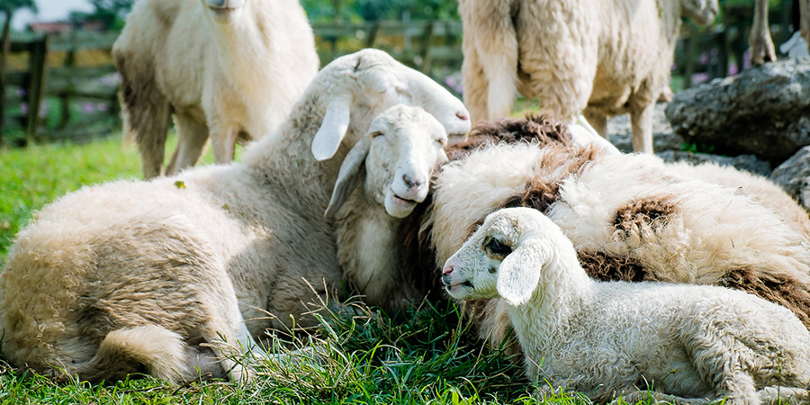 В Ровенском районе остановили машину с 10 украденными овцами
