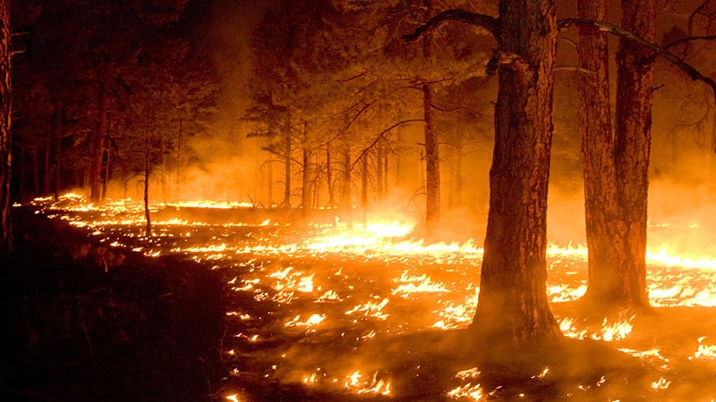 В двух районах области зафиксировали лесные пожары