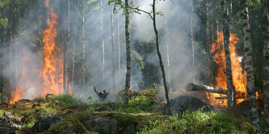 С начала года в области произошло 25 лесных пожаров