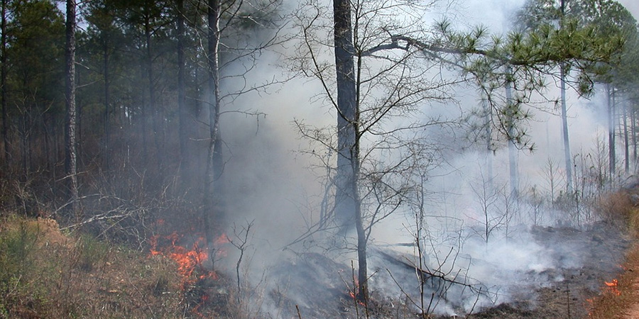 В Саратовской области за сутки зафиксировали три лесных пожара