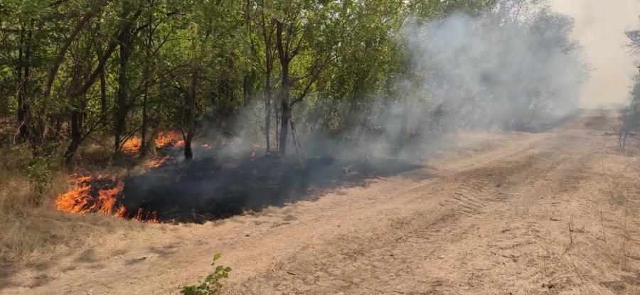 Крупный лесной пожар под Ершовом: поселок отключили от газа и света