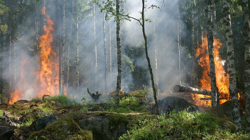 В Ровенском районе разгорелся лесной пожар