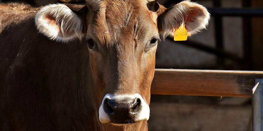 В 4-х селах Романовского района объявили карантин из-за лейкоза у крупного рогатого скота