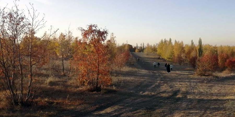В районах Саратовской области тормозят создание лесопарковых поясов