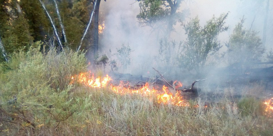 В Вольском районе загорелся лес после визита грибников