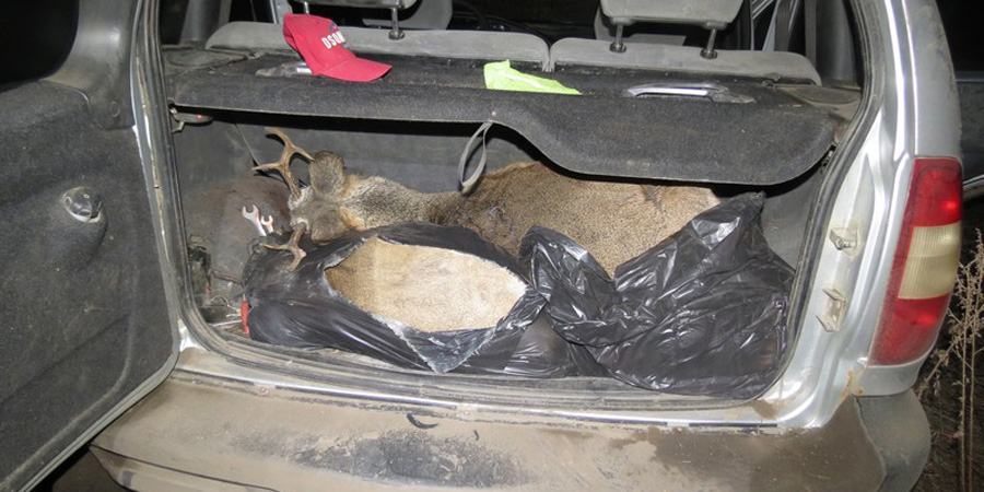 В Красноармейском районе задержали «Ниву» с убитыми косулями в багажнике