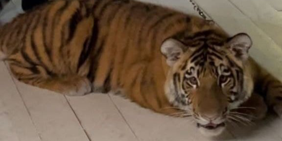 У жителя Саратовской области изъяли тигра по кличке Кинг