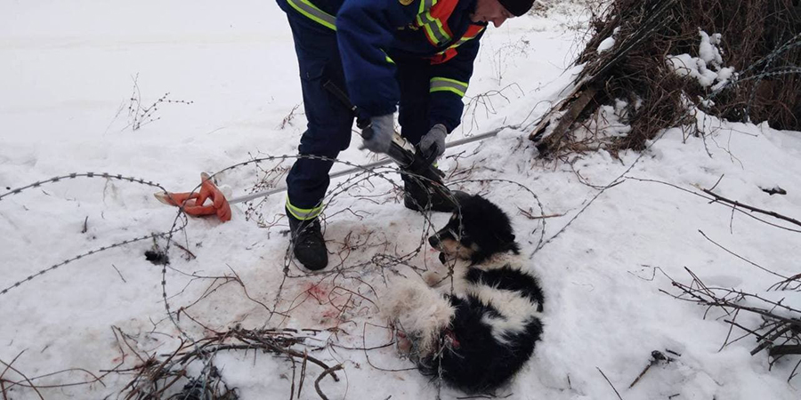 В Хвалынске спасатели вызволили собаку из колючей проволоки