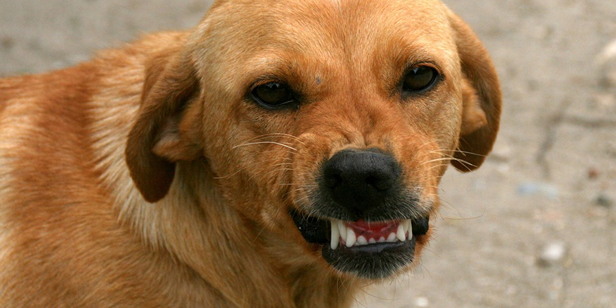 Саратовец получил 20 тысяч компенсации за укус бродячей собаки