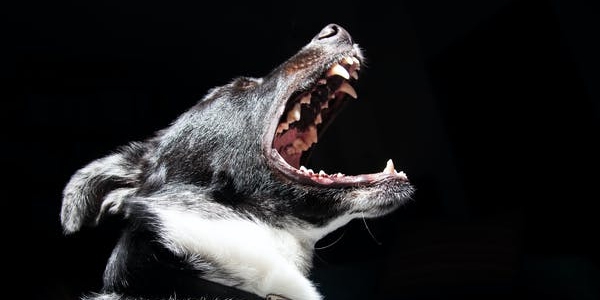 В Базарно-Карабулакском районе объявлен карантин из-за бешеной собаки