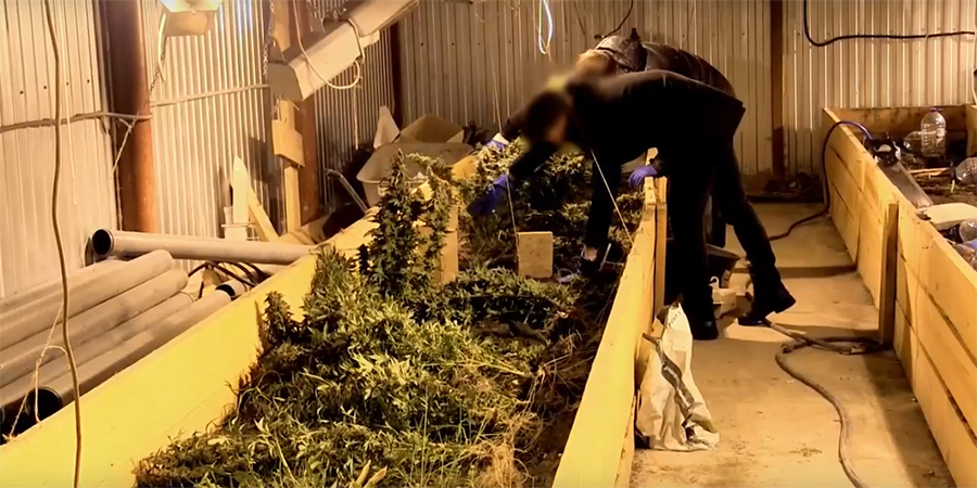 В Дубках полицейские нашли ангар с 40 кустами конопли