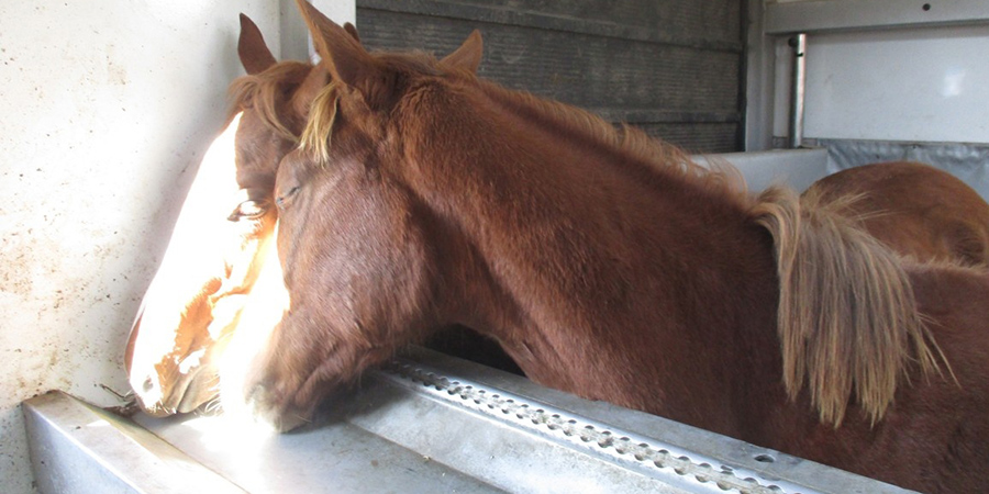 В Саратовскую область не пропустили спортивных лошадей без вакцинаций
