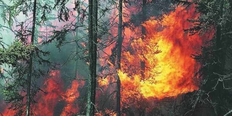 В лесах Саратовской области ввели особый противопожарный режим