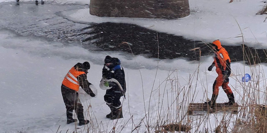 В Калининске спасли дикого лебедя на замерзающей реке