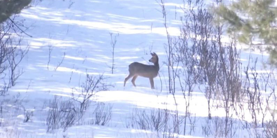 В Калининском районе лосей и оленей выгоняли из леса для подсчета