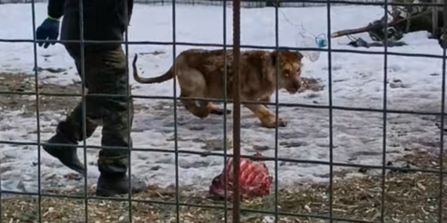 Напавший на девочку в Саратове лев отказывается от мяса в пользу игрушки