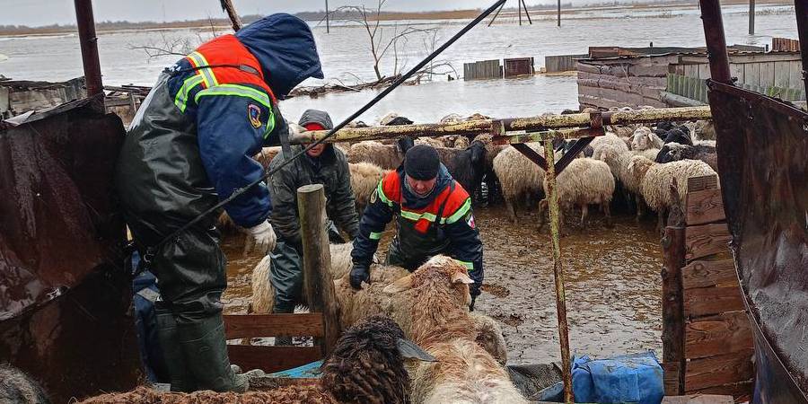 В Балаковском районе спасатели из-за паводка эвакуировали 230 животных